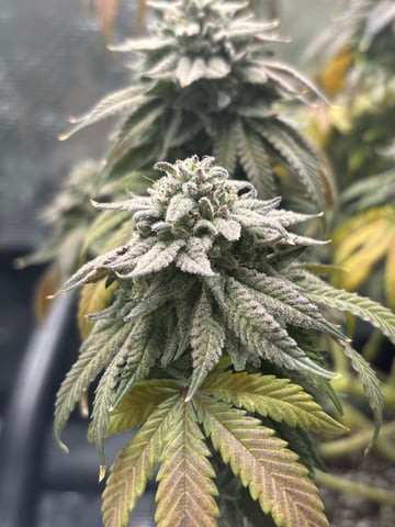 BloodMoon Gelato — flower, day 114