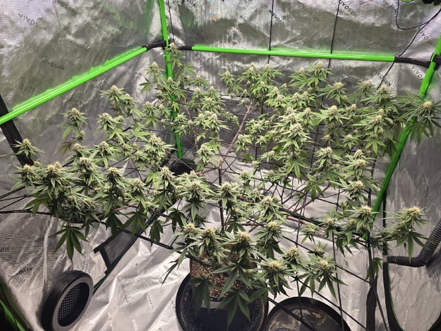 CLONES — flower, day 90