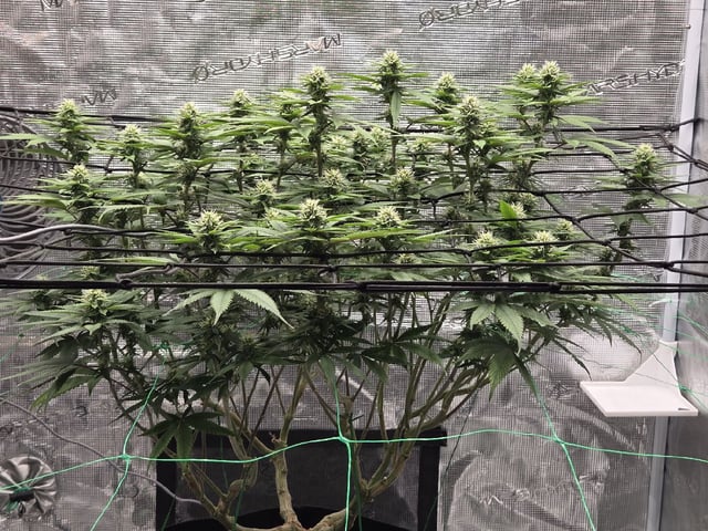  Insane OG — flower, day 106