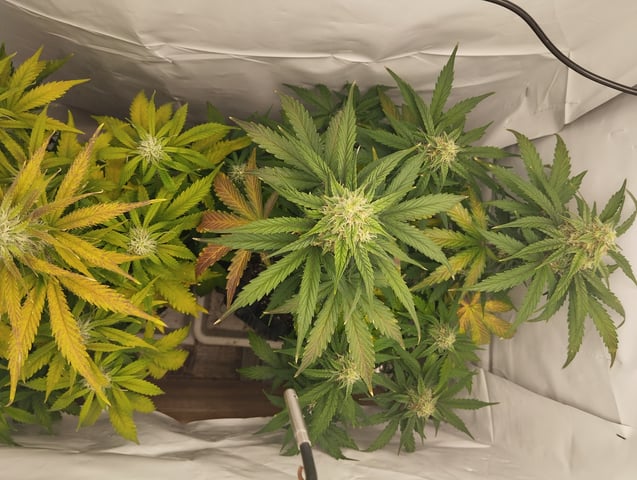 F1 apollo — flower, day 45