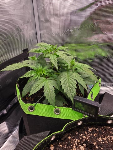 blue dream auto — vegetative, day 26