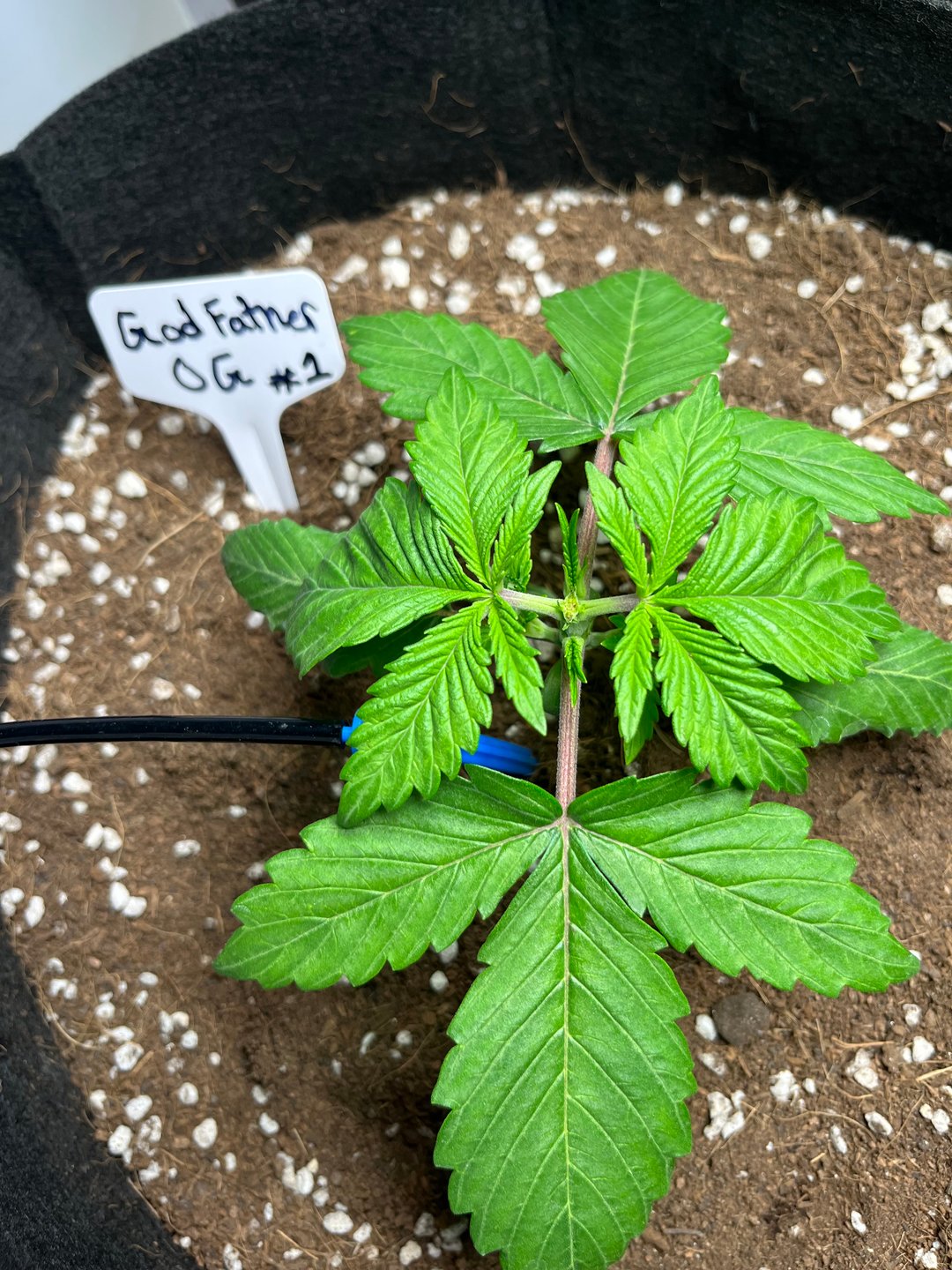 Krazie_Gro_Za and I Doing a Coco Gro