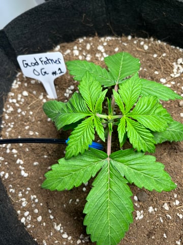 Krazie_Gro_Za and I Doing a Coco Gro