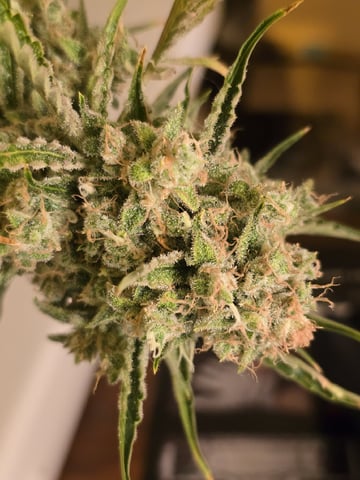 Autos AGAIN — flower, day 90