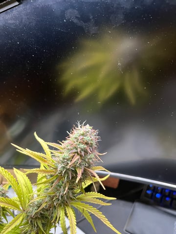 test 1 vanilla gelato — harvest, day 64