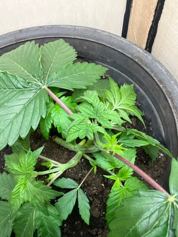 Ak-47 (Fast Verison) and pine Auto  — vegetative, day 29