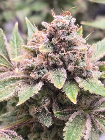 Special Queen 1 Fem+ Watermelon Auto — flower, day 134