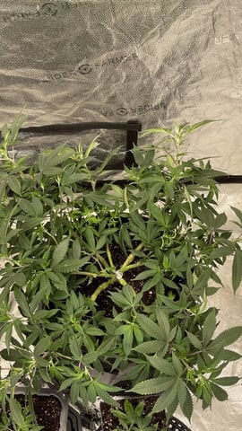 Clones Fat Bastard Clones  — vegetative, day 28