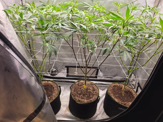 2x4 Tent — grow_setup, day 1