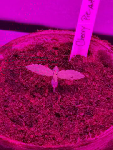 1st Ever Grow — seedling_rooting, day 13