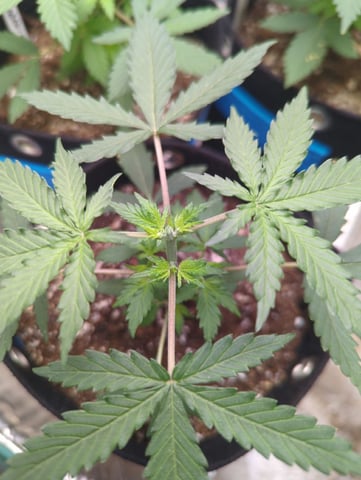 Autos — vegetative, day 14