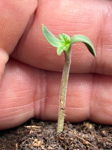 Bruce — seedling_rooting, day 1