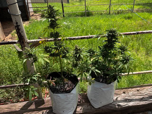 Autoflowers — flower, day 64