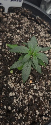 DeathStar, Grease Monkey, Goat Latto, Northern Lights — vegetative, day 33