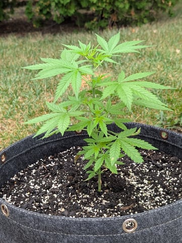 Gorilla Cookies Auto — vegetative, day 32