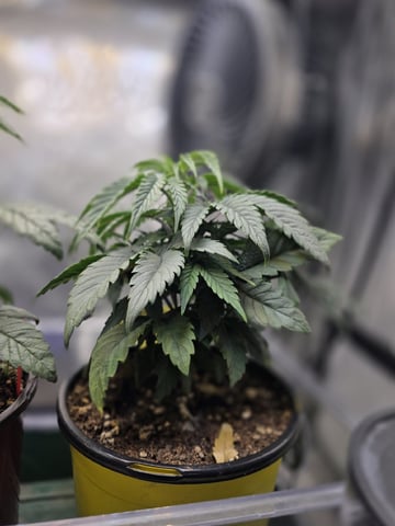 Granny Candy and PLCG — vegetative, day 38