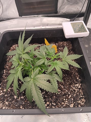 Blueberry auto — vegetative, day 32