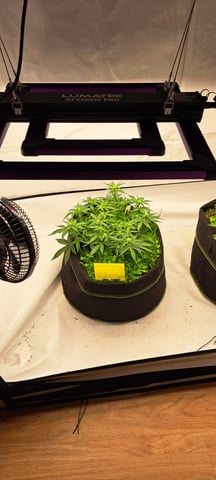 First Grow with the new setup  — auto, day 40