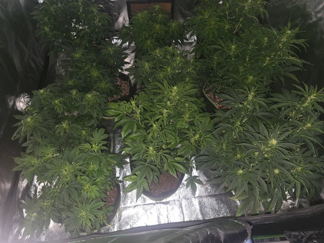 2nd Autoflower Indoor Grow — flower, day 44