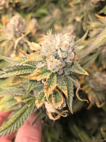 Lhotse 1 and 2 — flower, day 52