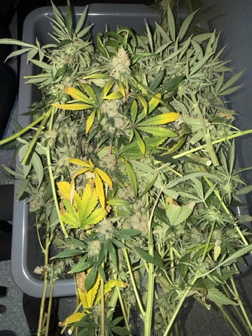 Start over! — flower, day 102