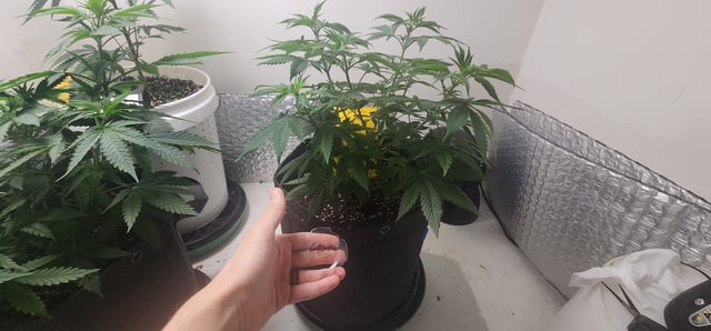 Orange cream pop and sour strawberry — vegetative, day 53