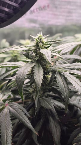 Purple Haze — flower, day 58