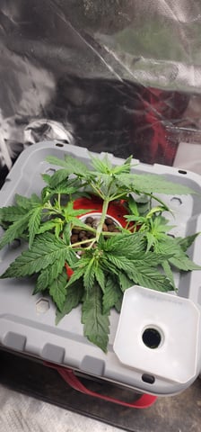 El Chemi Kiwi autoflower  — vegetative, day 20