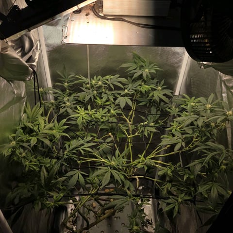 Fast Flowering Photo — flower, day 152