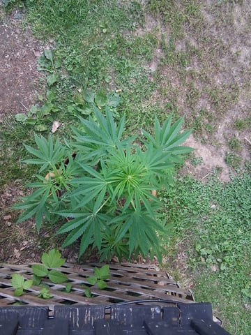 First Indoor Grow  — flower, day 66