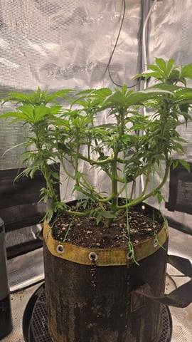 mc nuggets r1 — flower, day 55