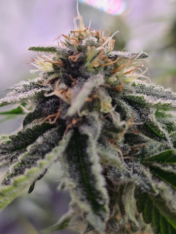 Northern lights #10 (Alaska) — flower, day 74