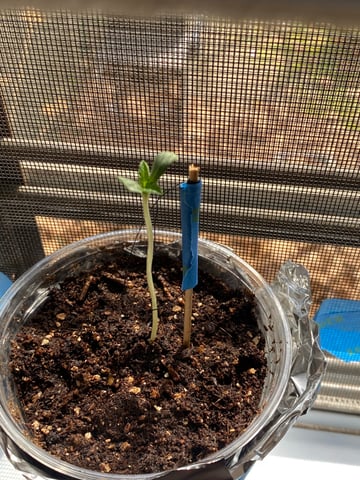 My First Grow — seedling_rooting, day 6