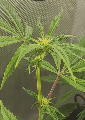 Pez Mints Breeding Session — flower, day 8