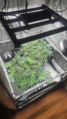 lilac diesel Rbx2 — flower, day 69