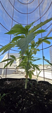CzechsMex 2.0 — vegetative, day 178