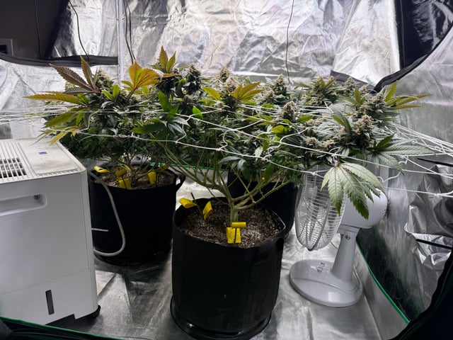 Green Gelato — flower, day 106