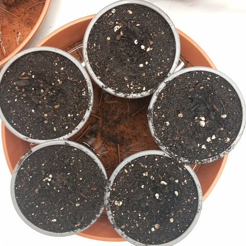 9x Bubba Kush Fem. — seedling_rooting, day 5