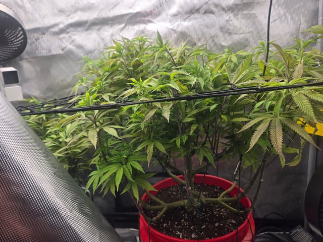 First Grow — vegetative, day 48