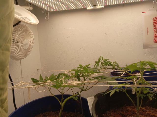 closet grow for veg with a.c infinity air intake fan .With no carbon filter just suction,and spider farmer sf 7000.Then a spider farmer sf tent 4×4×6.5with a G1500 l.e.d from spiderfarmer and spider farmer 6inch clip oscalating fan. — vegetative, day 9