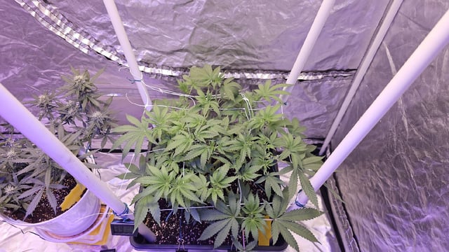 first grow adventure  — flower, day 58