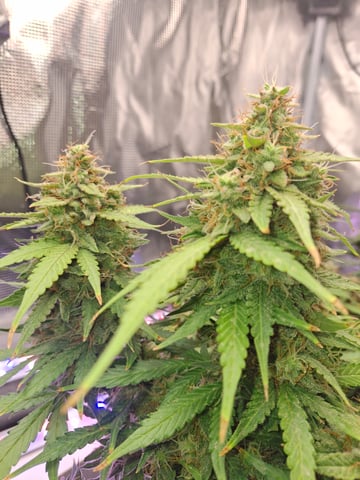 SoFloBudz — flower, day 82