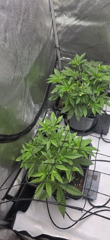 Lime Rian. — vegetative, day 37
