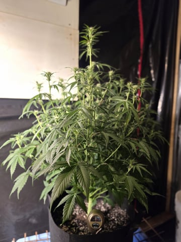 First attempt at planting some seeds — flower, day 64