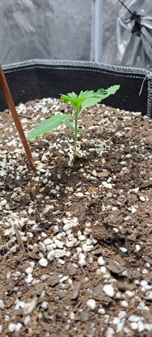 Hawaiian Haze  — seedling_rooting, day 6
