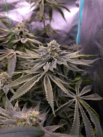 zlurricane blast — flower, day 105