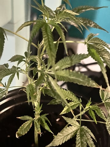 White Widow Auto — flower, day 41