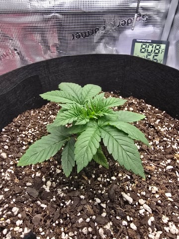 Northern lights #10 (Alaska) — vegetative, day 13