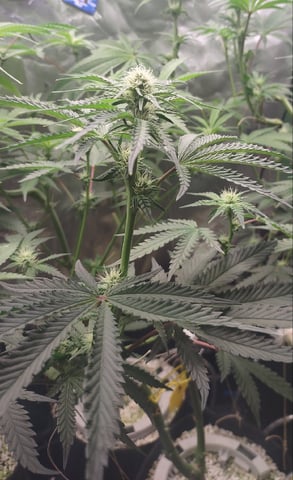 Mainely Genetics Micro Pheno Hunt — flower, day 58