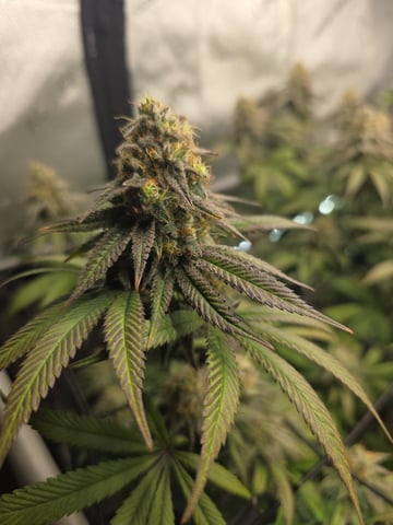 Strawberry Sugar  — flower, day 108